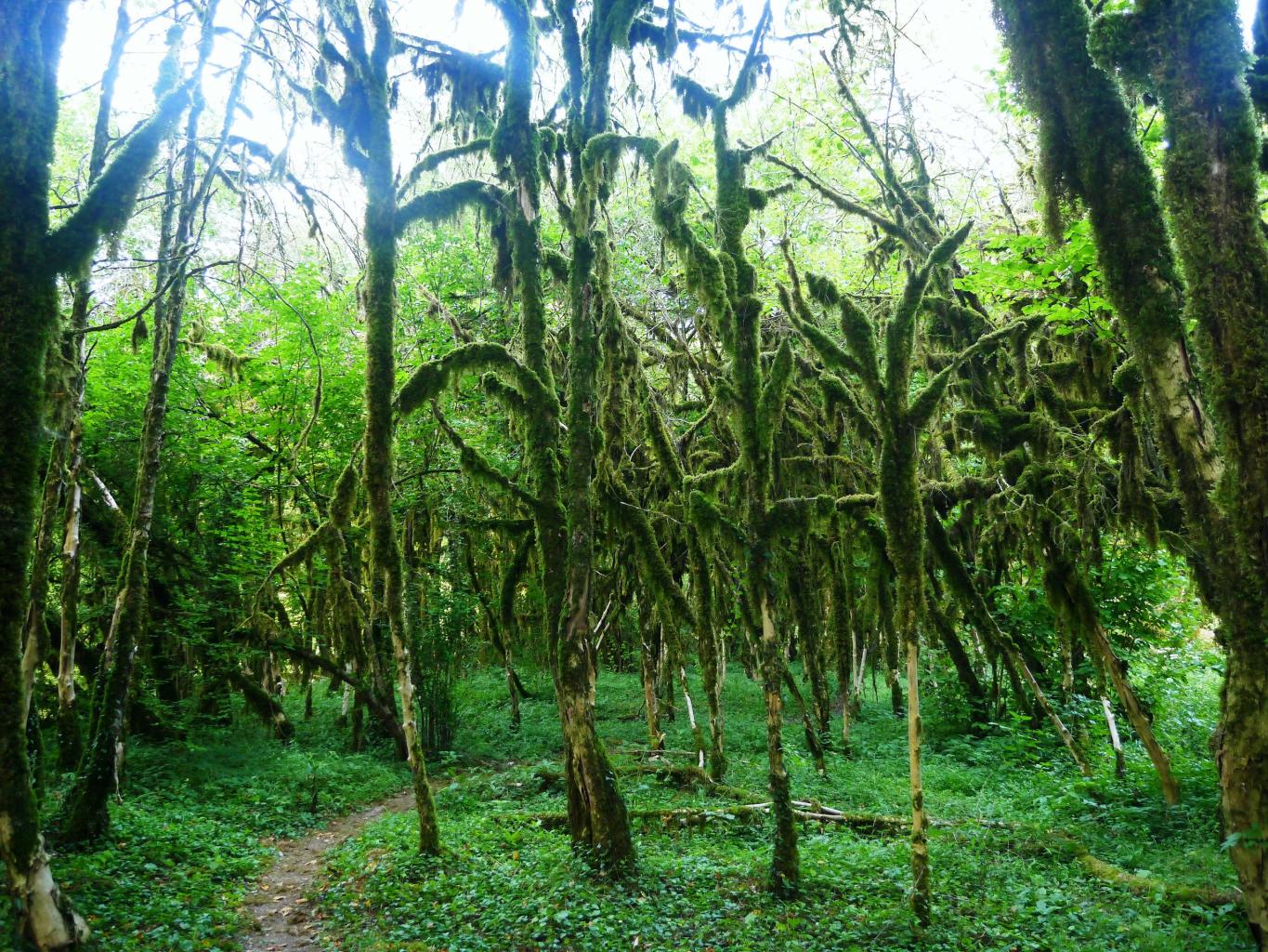 Самшитовый лес