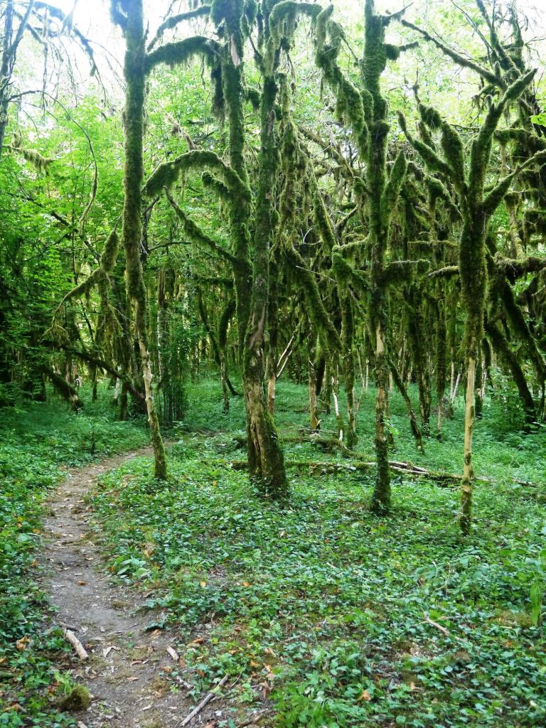 Самшитовый лес